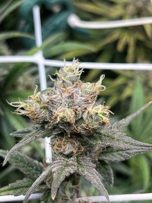 Zkittlez/ Feminized/ photoperiod. Week 14