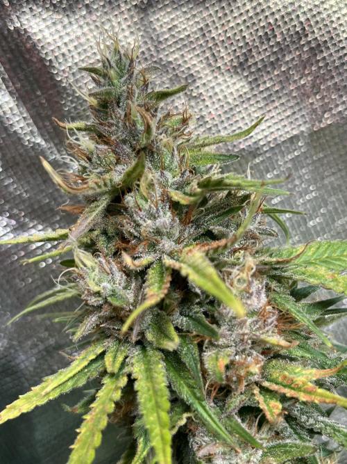 Zkittlez/ Feminized/ photoperiod. Week 14