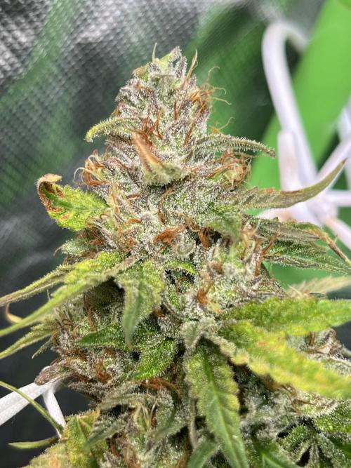 Zkittlez/ Feminized/ photoperiod. Week 14