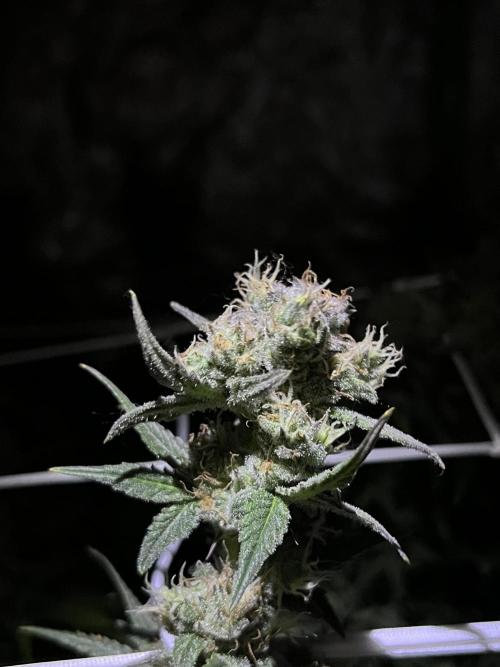 Zkittlez/ Feminized/ photoperiod. Week 14