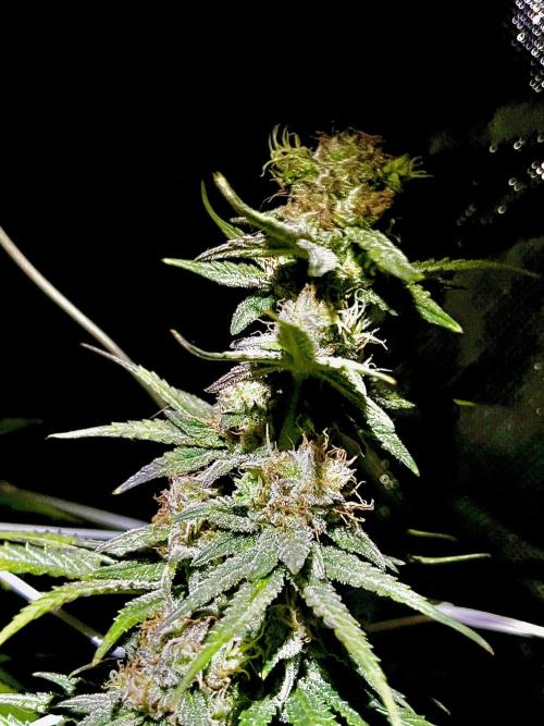 Zkittlez/ Feminized/ photoperiod. Week 14