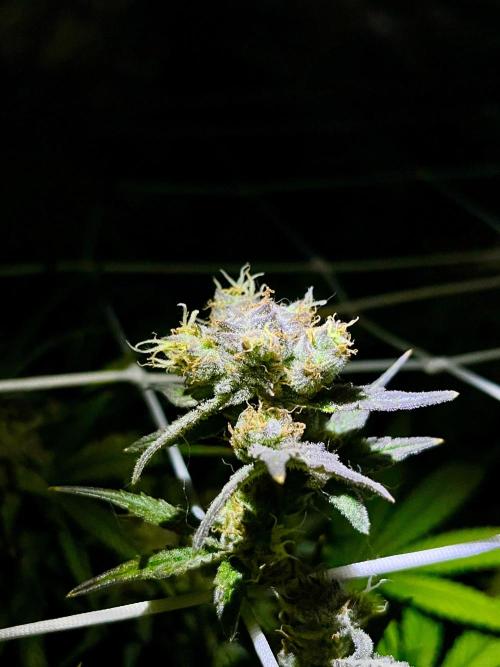 Zkittlez/ Feminized/ photoperiod. Week 14