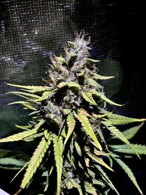 Zkittlez/ Feminized/ photoperiod. Week 14