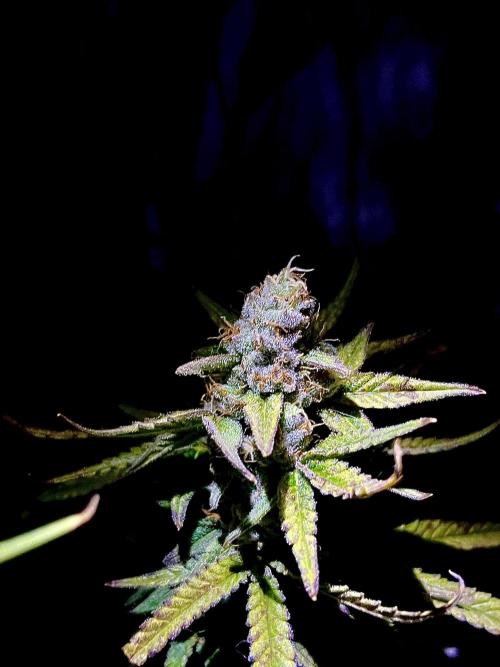 Zkittlez/ Feminized/ photoperiod. Week 14