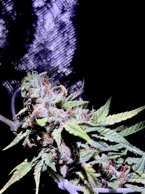 Zkittlez/ Feminized/ photoperiod. Week 14