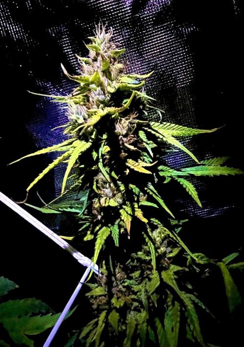 Zkittlez/ Feminized/ photoperiod. Week 14