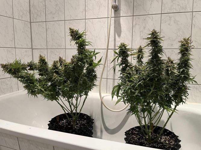 Zkittlez/ Feminized/ photoperiod. Week 15