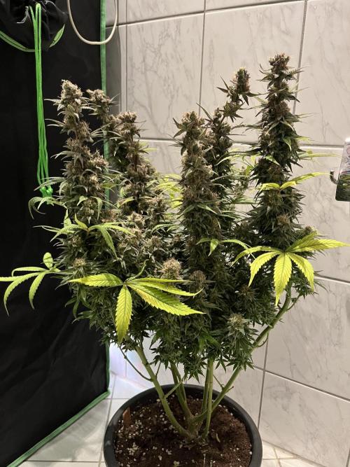 Zkittlez/ Feminized/ photoperiod. Week 15