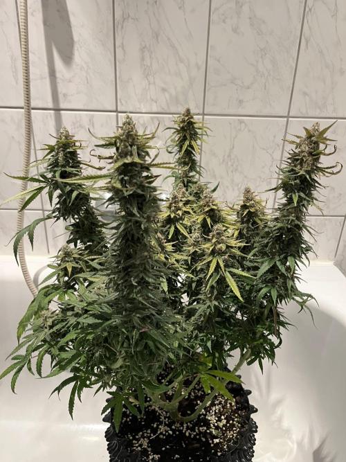 Zkittlez/ Feminized/ photoperiod. Week 15