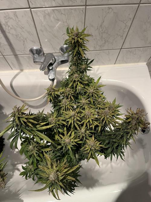 Zkittlez/ Feminized/ photoperiod. Week 15