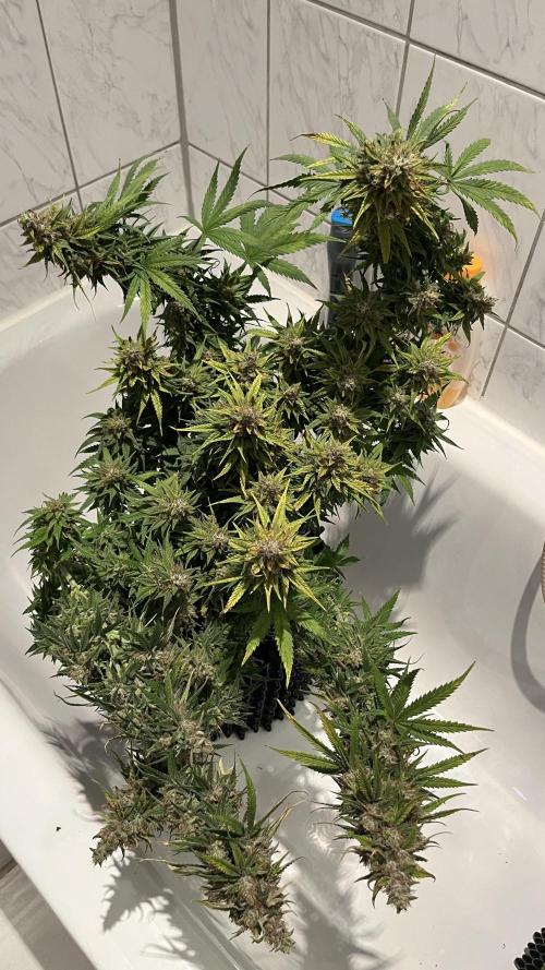 Zkittlez/ Feminized/ photoperiod. Week 15