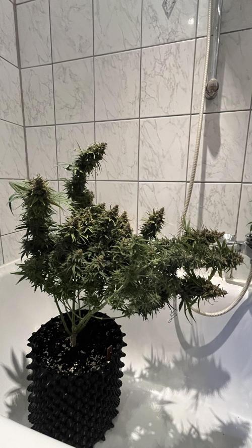 Zkittlez/ Feminized/ photoperiod. Week 15