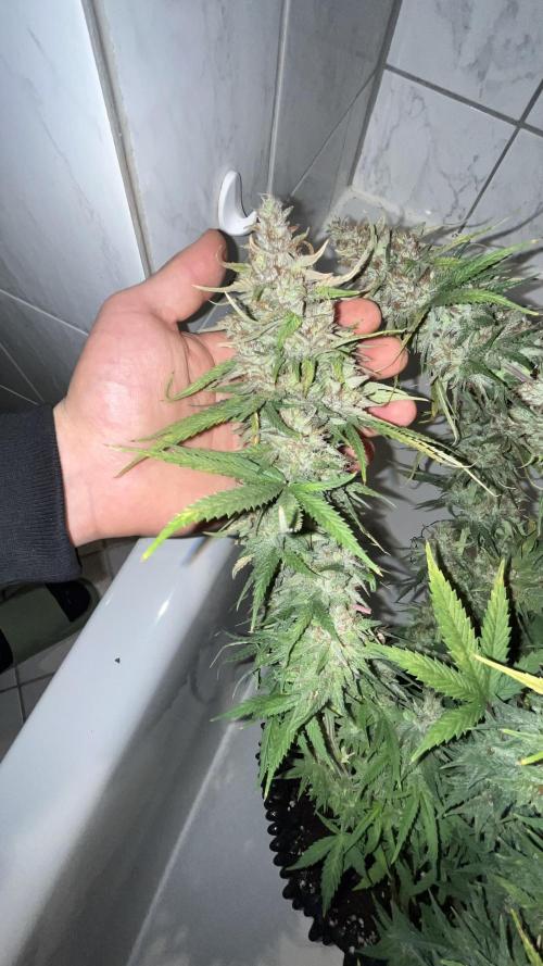 Zkittlez/ Feminized/ photoperiod. Week 15