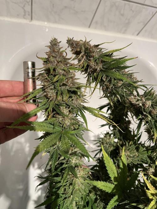 Zkittlez/ Feminized/ photoperiod. Week 15