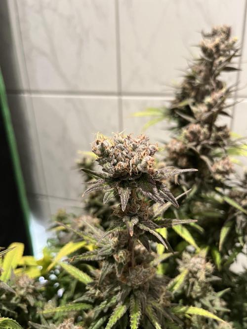 Zkittlez/ Feminized/ photoperiod. Week 15