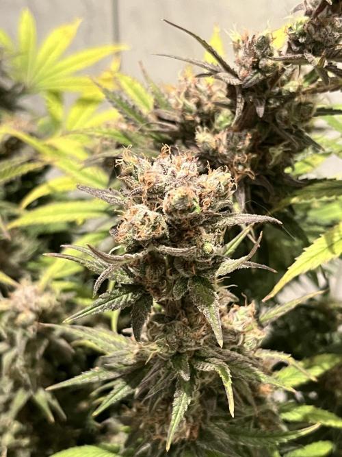 Zkittlez/ Feminized/ photoperiod. Week 15