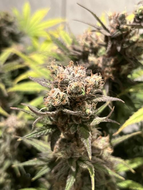 Zkittlez/ Feminized/ photoperiod. Week 15