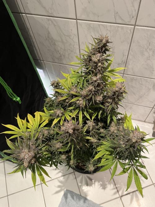 Zkittlez/ Feminized/ photoperiod. Week 15