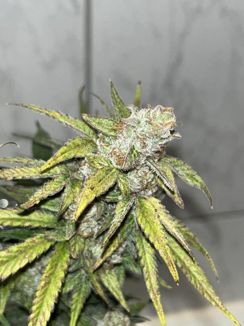 Zkittlez/ Feminized/ photoperiod. Week 15