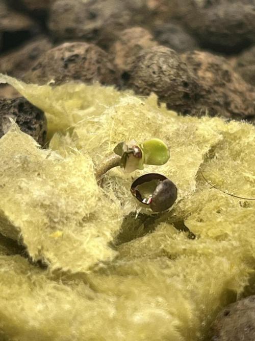 Lemon Cherry Gelato/ feminized. Week 0