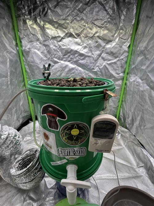 Lemon Cherry Gelato/ feminized. Week 0