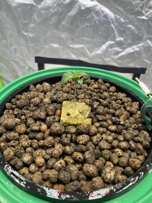 Lemon Cherry Gelato/ feminized. Week 1