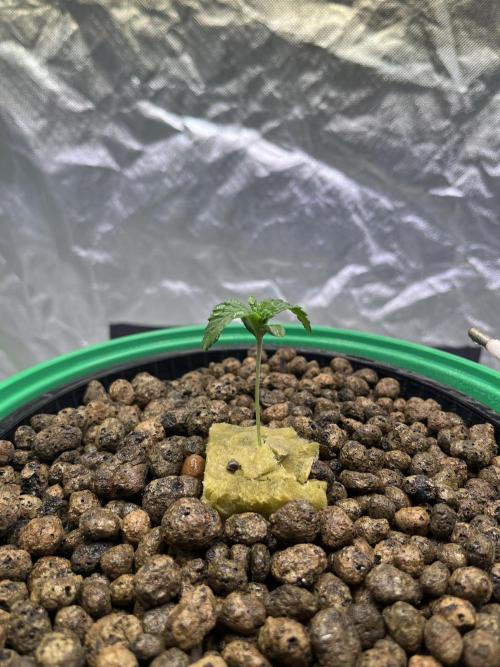 Lemon Cherry Gelato/ feminized. Week 1