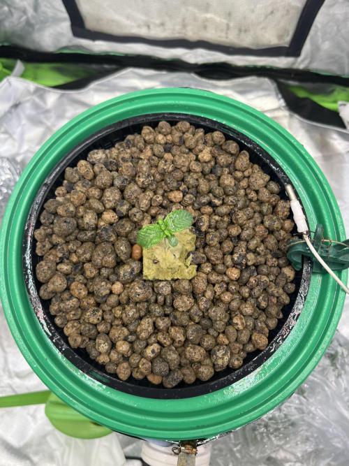 Lemon Cherry Gelato/ feminized. Week 1