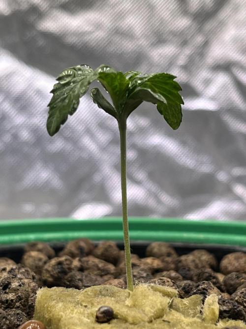Lemon Cherry Gelato/ feminized. Week 1