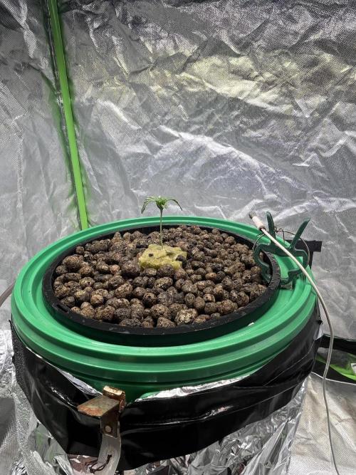 Lemon Cherry Gelato/ feminized. Week 1