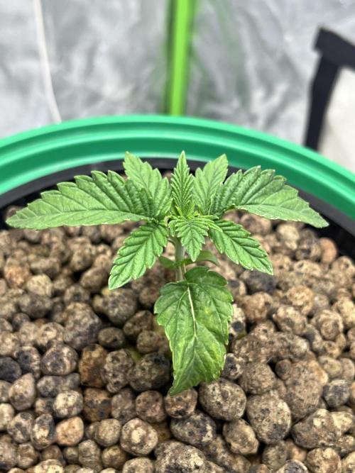 Lemon Cherry Gelato/ feminized. Week 2