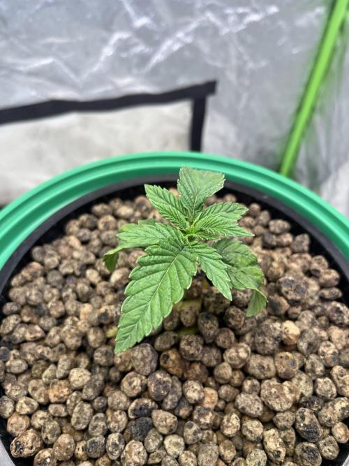 Lemon Cherry Gelato/ feminized. Week 2