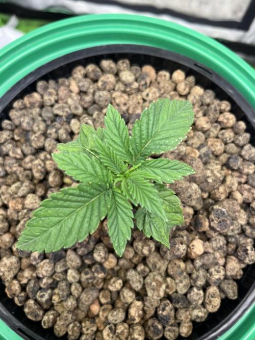 Lemon Cherry Gelato/ feminized. Week 2