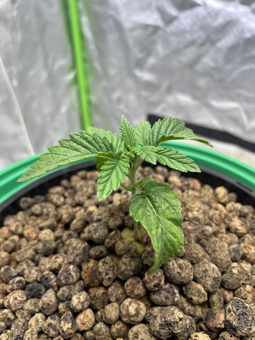 Lemon Cherry Gelato/ feminized. Week 2