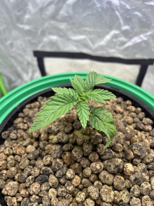 Lemon Cherry Gelato/ feminized. Week 2