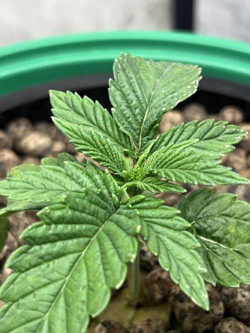 Lemon Cherry Gelato/ feminized. Week 2