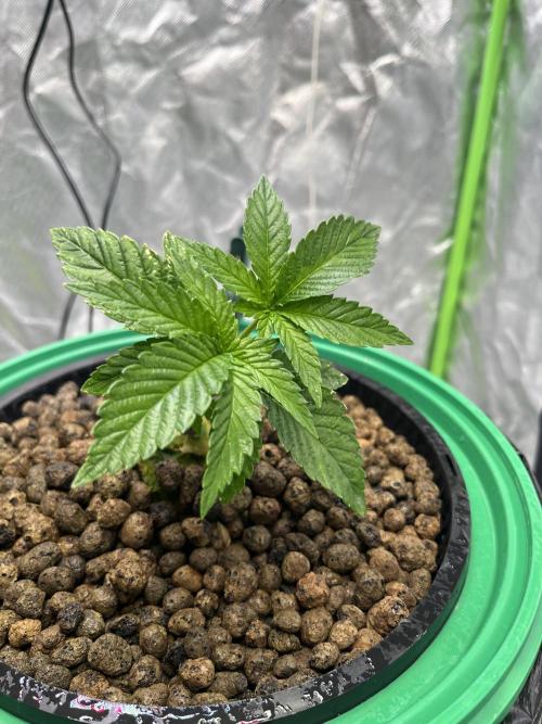 Lemon Cherry Gelato/ feminized. Week 3