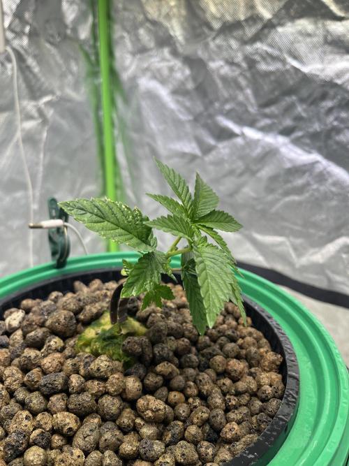 Lemon Cherry Gelato/ feminized. Week 3
