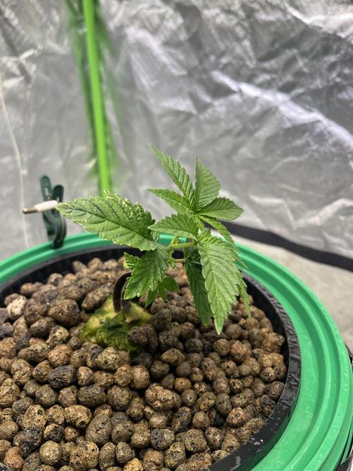 Lemon Cherry Gelato/ feminized. Week 3