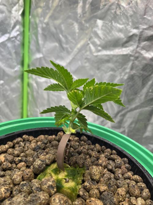 Lemon Cherry Gelato/ feminized. Week 3
