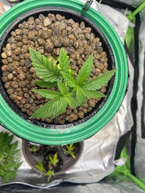 Lemon Cherry Gelato/ feminized. Week 3