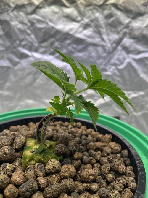 Lemon Cherry Gelato/ feminized. Week 3