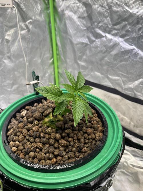 Lemon Cherry Gelato/ feminized. Week 3