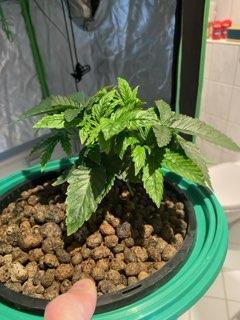 Lemon Cherry Gelato/ feminized. Week 4