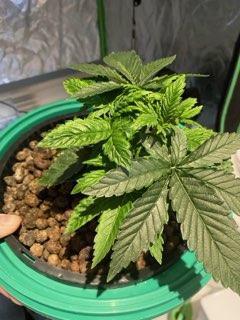 Lemon Cherry Gelato/ feminized. Week 4