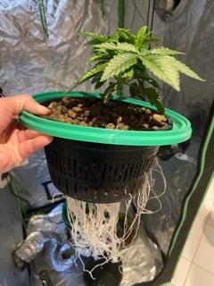 Lemon Cherry Gelato/ feminized. Week 4