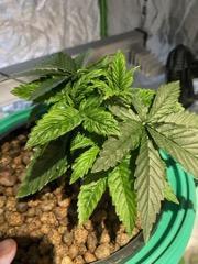 Lemon Cherry Gelato/ feminized. Week 4