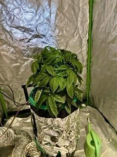 Lemon Cherry Gelato/ feminized. Week 5