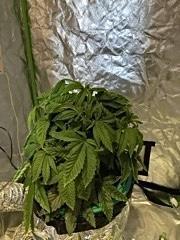 Lemon Cherry Gelato/ feminized. Week 5