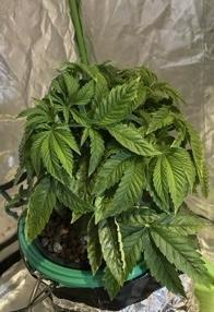 Lemon Cherry Gelato/ feminized. Week 5